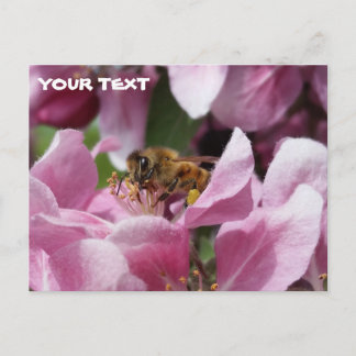 Postal Abeja de miel Polinizante Crabapple Rosado Blossom