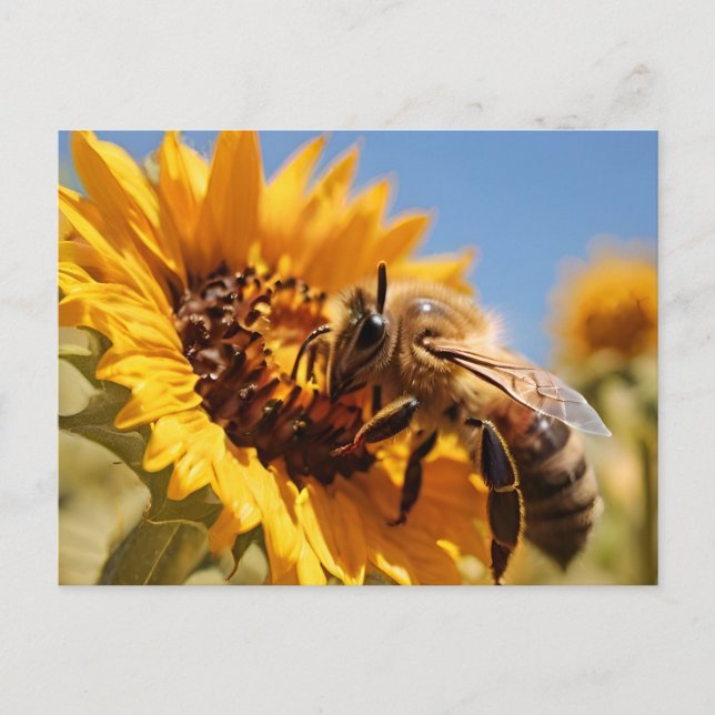 Postal Abeja de miel que poliniza el girasol (Anverso)