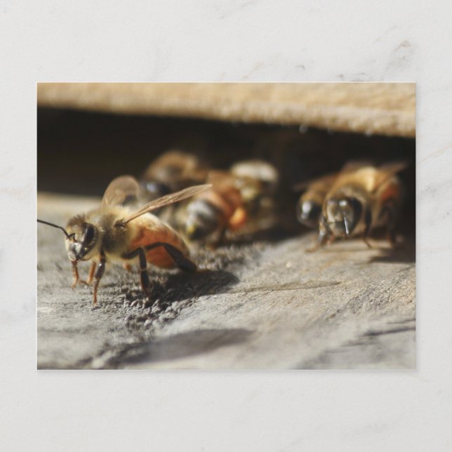 Postal Abeja de miel saliendo de la colmena (Anverso)