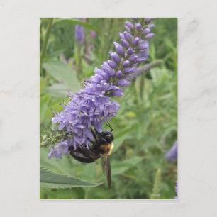 Postal Abeja de miel sobre la flor morada