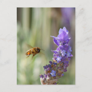 Postal Abeja de miel sobre Lavender
