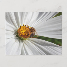 Postal Abeja de miel sobre una flor cosmos blanca