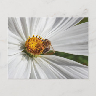 Postal Abeja de miel sobre una flor cosmos blanca