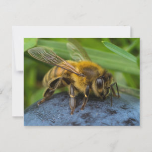 Postal Abeja de miel sobre una roca