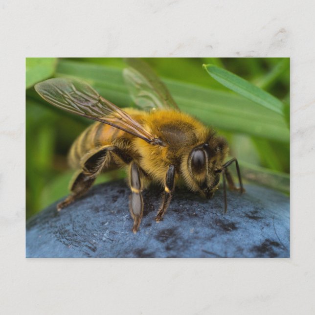 Postal Abeja de miel sobre una roca (Anverso)
