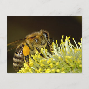 Postal Abeja en el trabajo