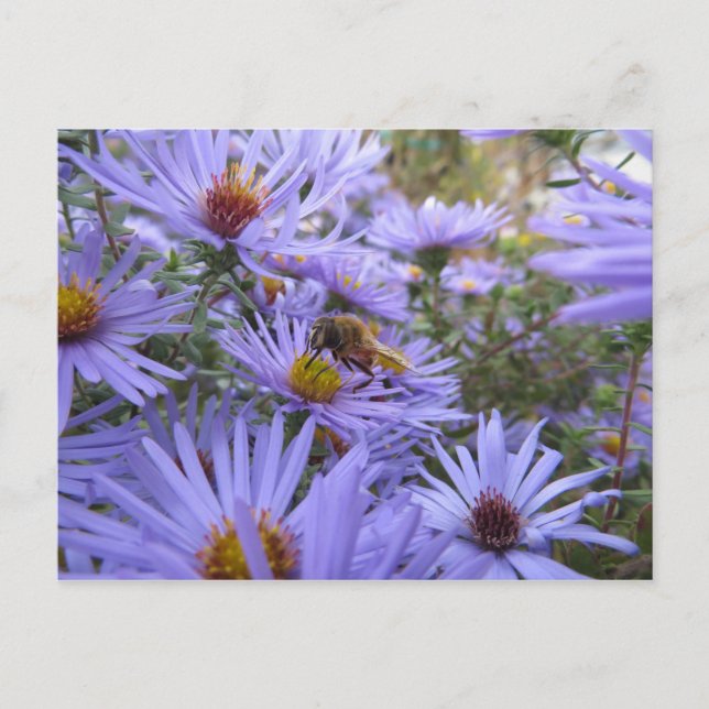 Postal Abeja En Flor (Anverso)