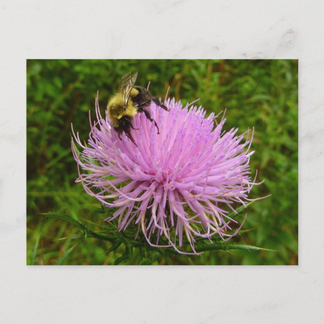 Postal Abeja en Flor de Cardo Naturaleza (Anverso)