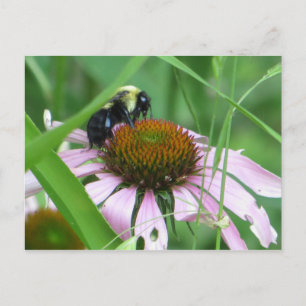 Postal Abeja En Flor De Cono
