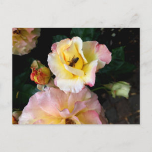 Postal Abeja en flores de rosas amarillas rosadas