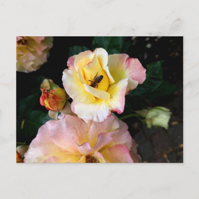 Postal Abeja en flores de rosas amarillas rosadas (Anverso)
