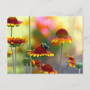Postal Abeja en Gaillardia