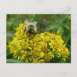 Postal Abeja en Goldenrod, isla Unalaska