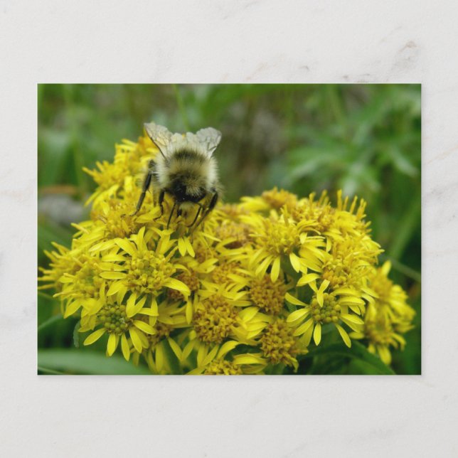 Postal Abeja en Goldenrod, isla Unalaska (Anverso)