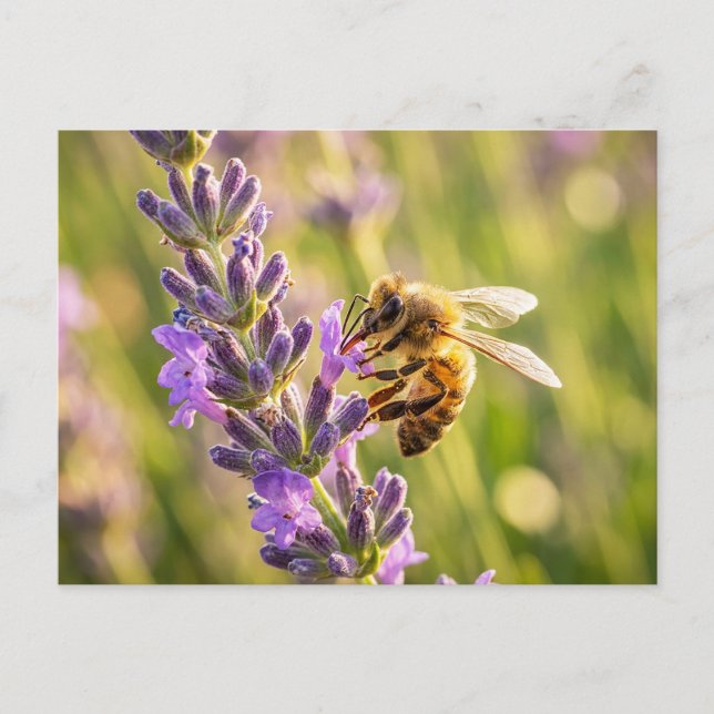 Postal Abeja en lavanda (Anverso)