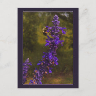 Postal abeja en lavanda
