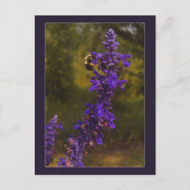Postal abeja en lavanda  (Anverso)