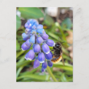 Postal Abeja en Muscari Armeniacum , Hiacinato de uva