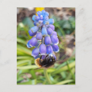 Postal Abeja en Muscari Armeniacum , Hiacinato de uva