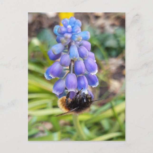 Postal Abeja en Muscari Armeniacum , Hiacinato de uva (Anverso)
