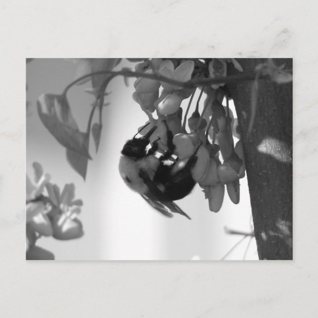 Postal Abeja en un Bloom Redbud (Anverso)