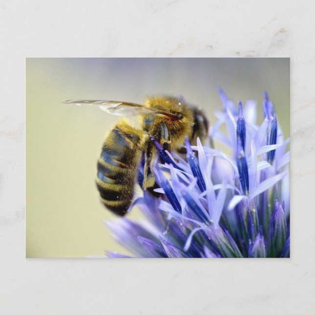 Postal Abeja en una flor (Anverso)
