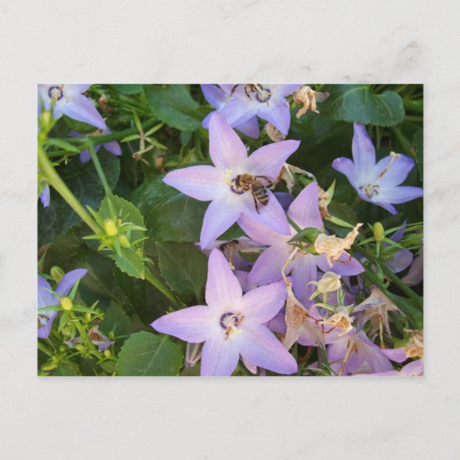 Postal Abeja en una flor (Anverso)