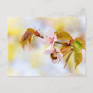 Postal Abeja En Una Flor De Cerezo