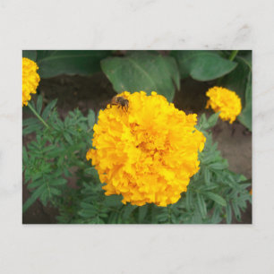 Postal abeja en una flor de marigold amarillo brillante,