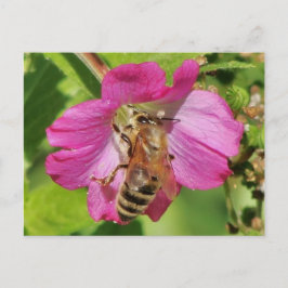Postal Abeja en una foto de una flor silvestre