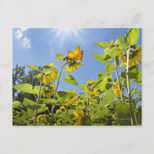 Postal abeja extra grande en girasol