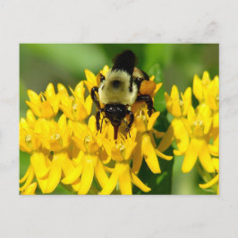 Postal Abeja festejando en flores silvestres de hierba de