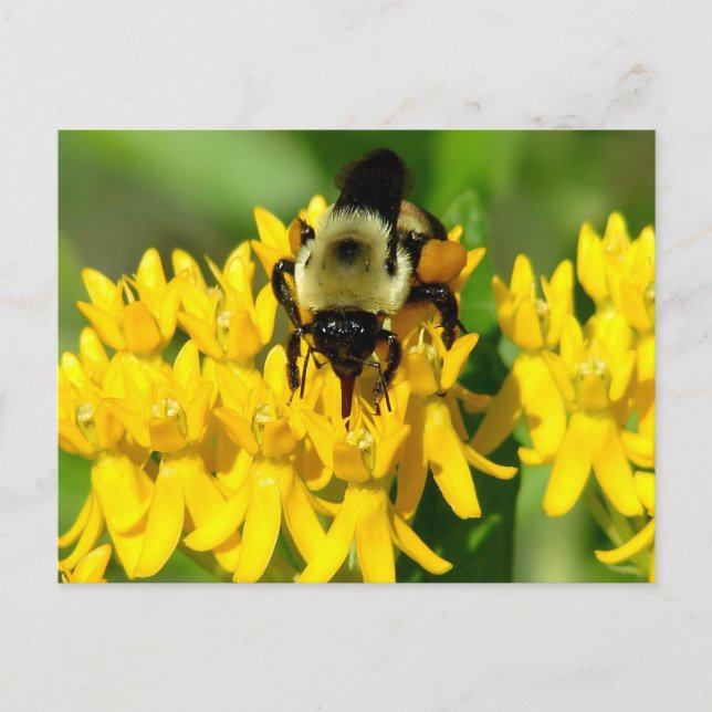 Postal Abeja festejando en flores silvestres de hierba de (Anverso)