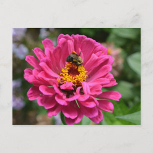 Postal Abeja melífera elegante flor de mum floral rosa