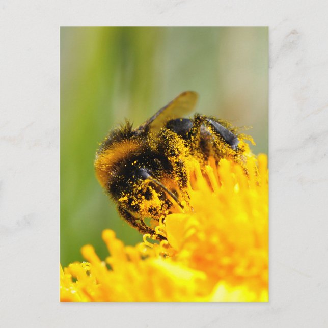 Postal Abeja melífera y polen (Anverso)