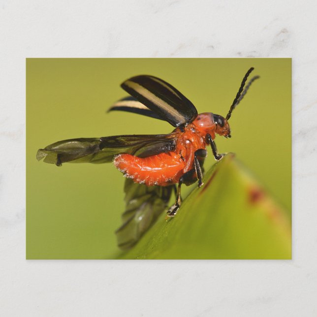 Postal Abeja Missouri Desplegando Sus Alas. (Anverso)