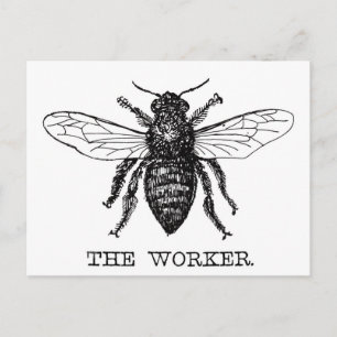 Postal Abeja Obrera Miel Abejorro Negro