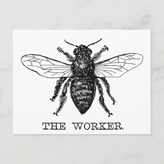 Postal Abeja Obrera Miel Abejorro Negro (Anverso)