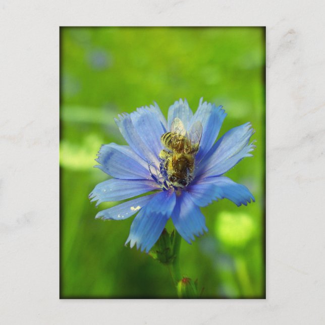 Postal Abeja ocupada (Anverso)