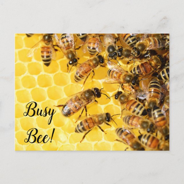 Postal Abeja Ocupada, Abejorro, Colmena de Miel (Anverso)