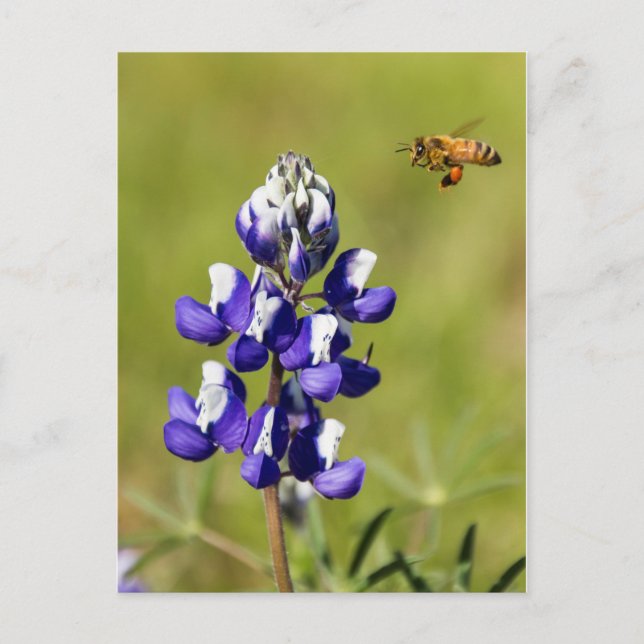 Postal Abeja ocupada contemplando una flor de Lupin salva (Anverso)