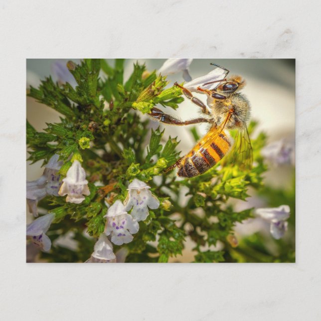 Postal Abeja ocupada trabajando duro (Anverso)