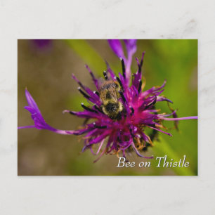 Postal Abeja sobre la flor de cardo morado