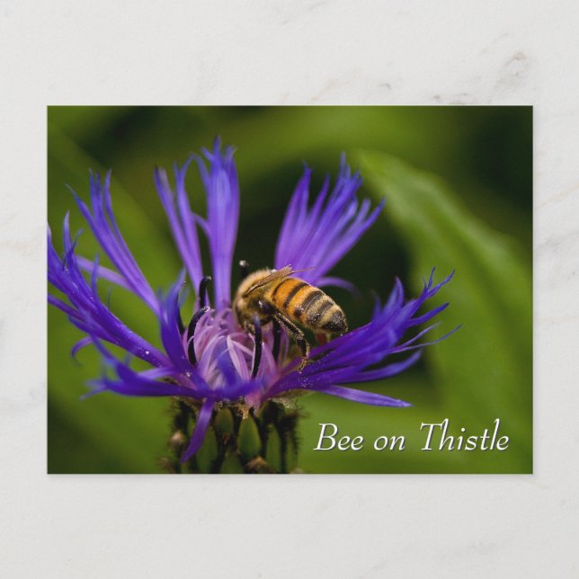 Postal Abeja sobre la flor de cardo morado (Anverso)