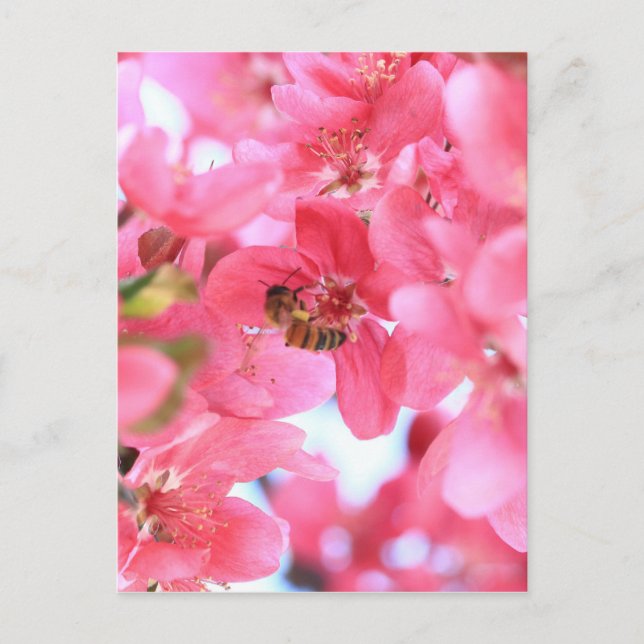 Postal Abejas de crabapple 2 (Anverso)