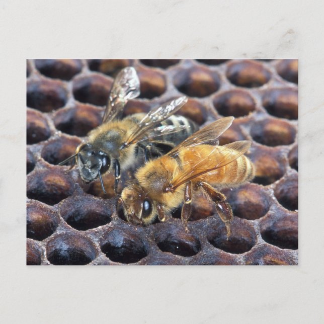 Postal Abejas de Honeycomb (Anverso)