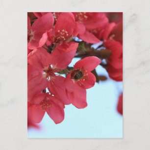 Postal Abejas de manzana