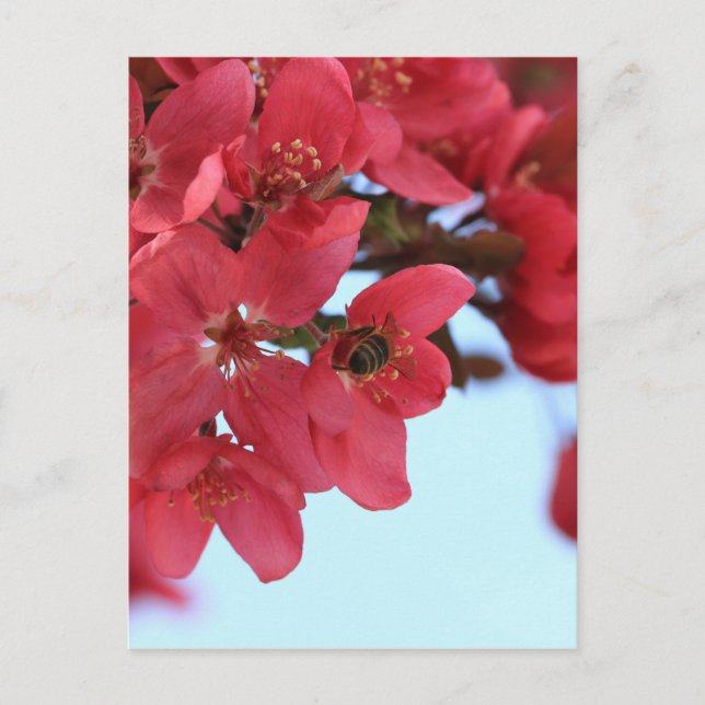 Postal Abejas de manzana (Anverso)