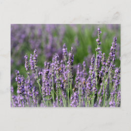 Postal Abejas de miel en flores de lavanda
