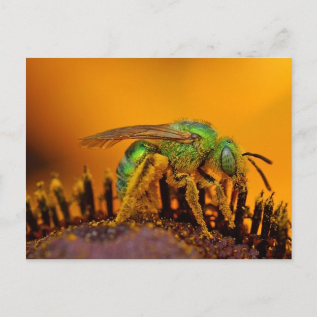 Postal Abejas de sudor verde irlandesas (Anverso)